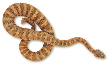 Tiger Rattlesnake – Crotalus tigris