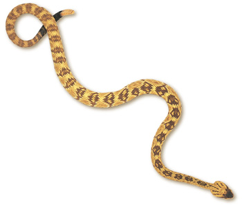 Blacktail Rattlesnake – Crotalus molossus