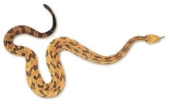 http://www.wildnaturephotos.com/WNP/Sets/RattlesnakeID/images/snakes/fullsize/snake_j.jpg