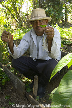 Shade-grown Coffee