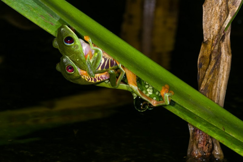 Red-eyed Tree Frogs (Agalychnis callidryas) ©2012 Rich Wagner | WildNaturePhotos