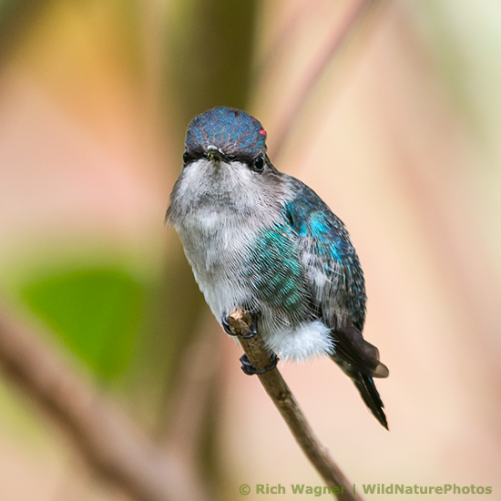 Bee Hummingbird (Mellisuga helenae), juvenile male, perched. Cuba