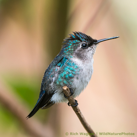 Bee Hummingbird (Mellisuga helenae), perched. Cuba