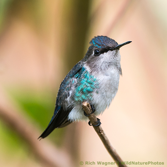 Bee Hummingbird (Mellisuga helenae), juvenile male, perched. Cuba