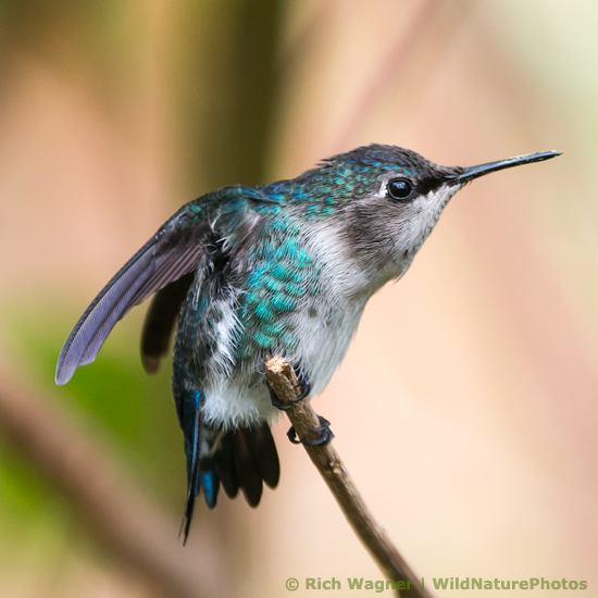 Bee Hummingbird (Mellisuga helenae), juvenile male, perched. Cuba