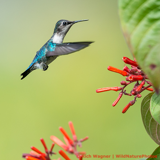 Bee Hummingbird (Mellisuga helenae), juvenile male, in flight near the red flowers of Firebush (Hamelia patens). Cuba