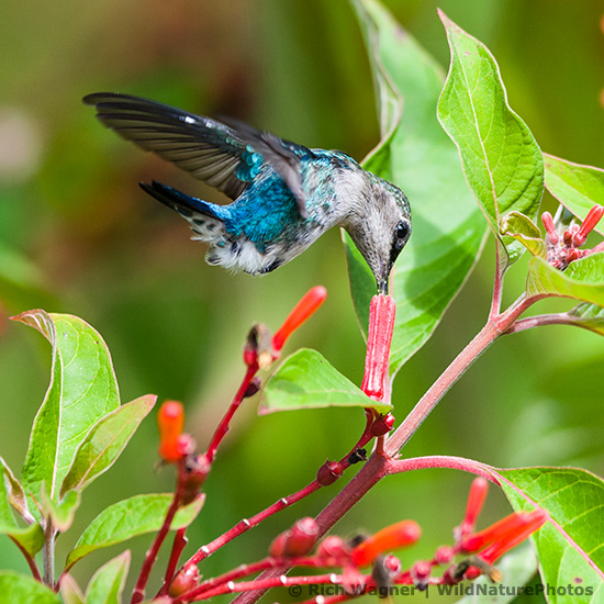 Bee Hummingbird (Mellisuga helenae), juvenile male, in flight near the red flowers of Firebush (Hamelia patens). Cuba