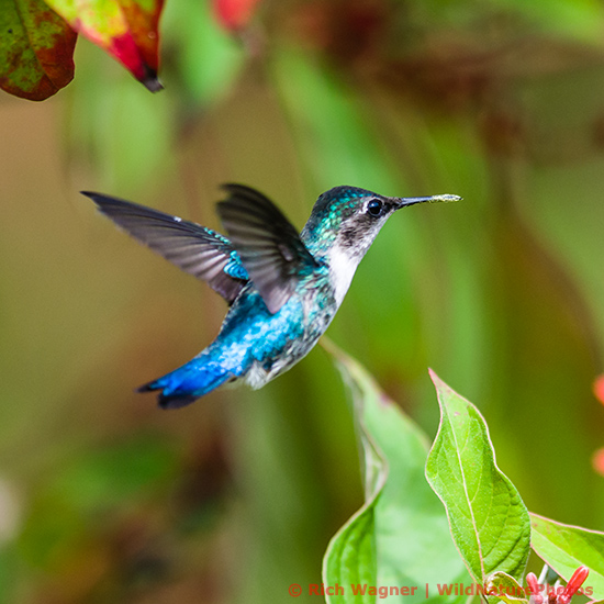 Bee Hummingbird (Mellisuga helenae), juvenile male, in flight near the red flowers of Firebush (Hamelia patens). Cuba