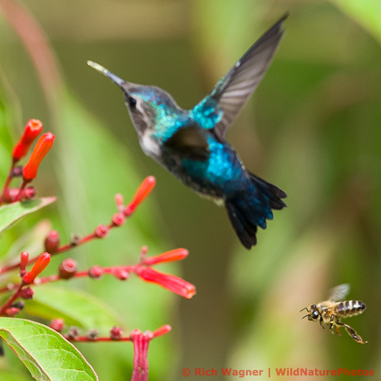 Bee Hummingbird (Mellisuga helenae), juvenile male, in flight behind a honeybee near the red flowers of Firebush (Hamelia patens). Cuba