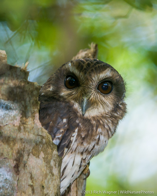 A Cuban Screech Owl (Otus lawrencii) at a roost tree