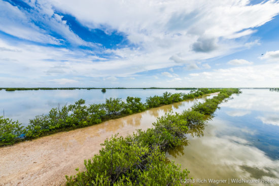 La Salina, flooded. Zapata, Cuba