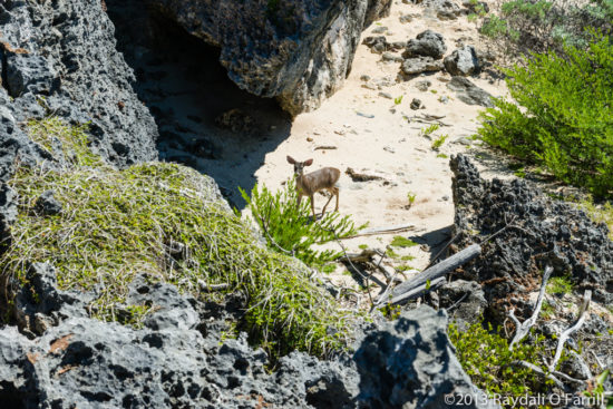 A deer in Guanacahabibes National Park, Cuba