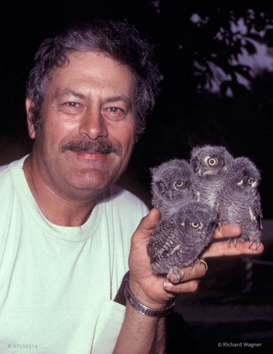 Ron Austing, May, 1987, holding four Eastern Screech Owl fledglings.