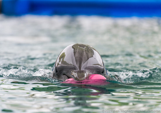 Tobie, a Bottlenose Dolphin at Sea World, San Diego, 2 days before she gave birth to her fourth calf.