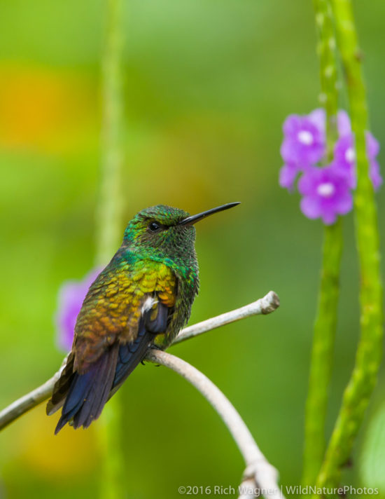 Copper-Rumped Hummingbird (Trinidad)