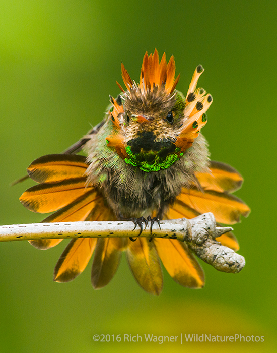 Tufted Coquette, Male (Trinidad)