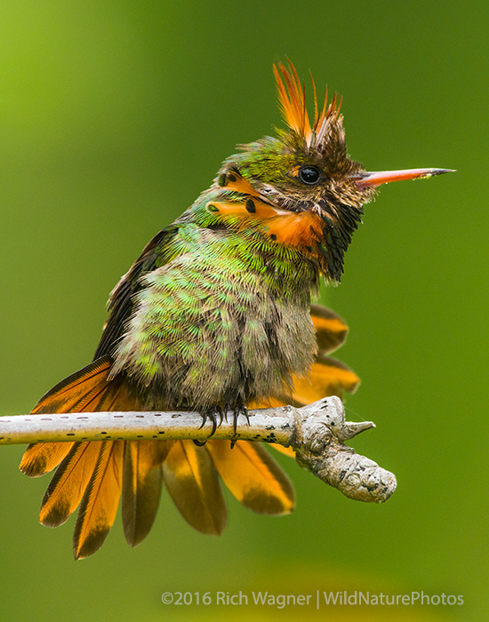 Tufted Coquette, Male (Trinidad)