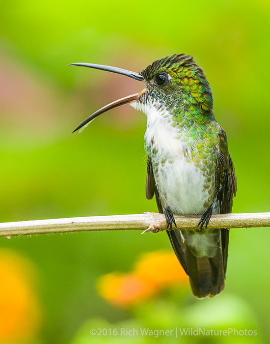 White-chested Emerald (Trinidad)