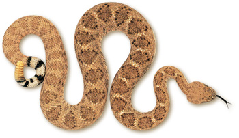 Western Diamondback Rattlesnake – Crotalus atrox