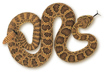 Prairie Rattlesnake – Crotalus viridus viridus