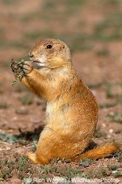 Black-tailed Prairie Dog R-02041528
