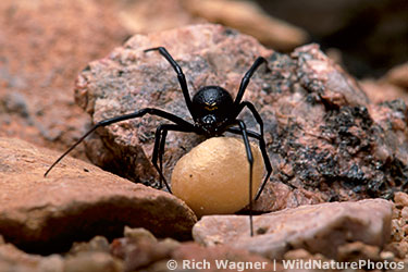 BlackWidow_R-98089135