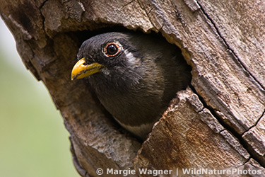 Trogon_MD-050528030